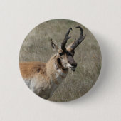 A15 Pronghorn Antelope Rude Buck Button (Vorderseite)