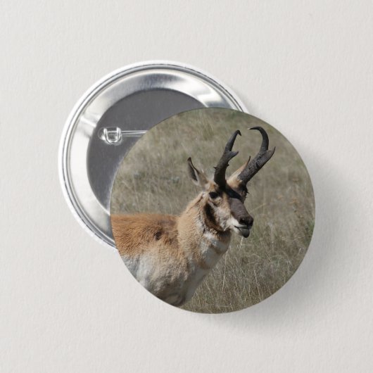 A15 Pronghorn Antelope Rude Buck Button (Vorne & Hinten)
