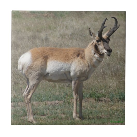 A15 Pronghorn Antelope Rude Buck Fliese (Vorderseite)