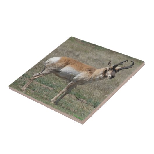 A15 Pronghorn Antelope Rude Buck Fliese (Seite)