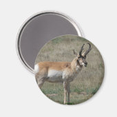 A15 Pronghorn Antelope Rude Buck Magnet (Vorderseite/Rückseite)