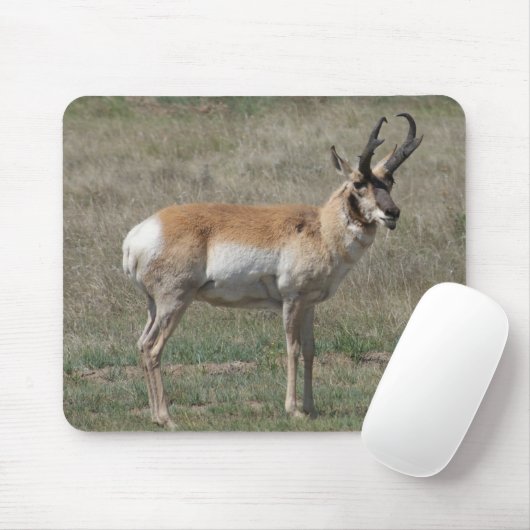 A15 Pronghorn Antelope Rude Buck Mousepad (Mit Mouse)