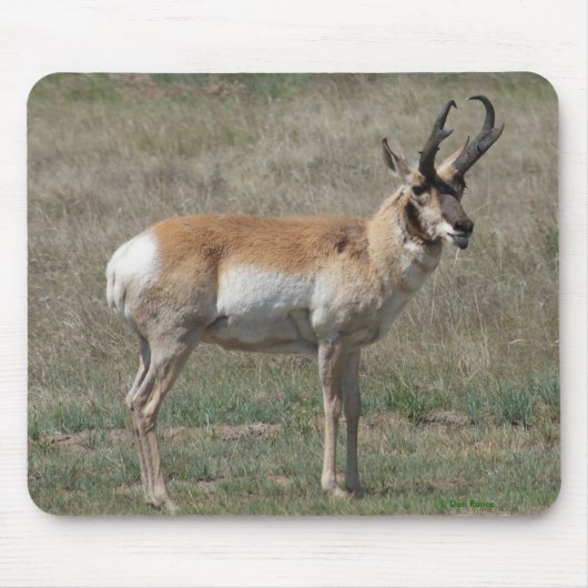 A15 Pronghorn Antelope Rude Buck Mousepad (Vorne)