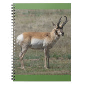 A15 Pronghorn Antelope Rude Buck Notizblock (Vorderseite)