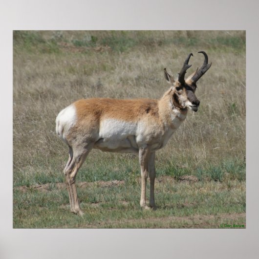 A15 Pronghorn Antelope Rude Buck Poster (Vorne)