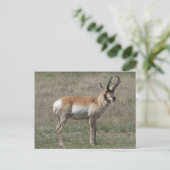 A15 Pronghorn Antelope Rude Buck Postkarte (Stehend Vorderseite)