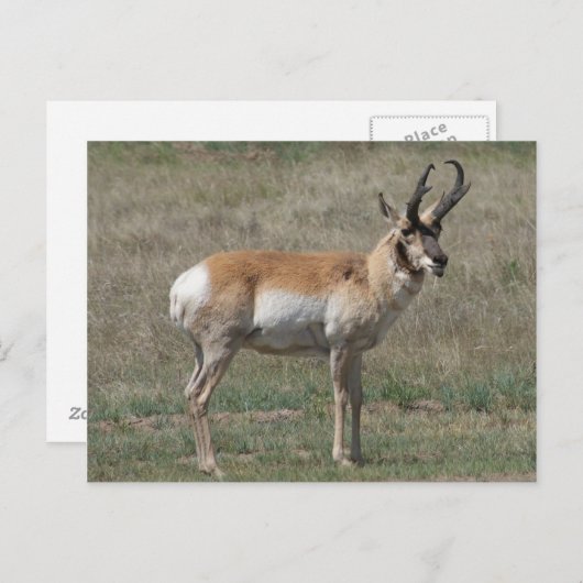 A15 Pronghorn Antelope Rude Buck Postkarte (Vorne/Hinten)