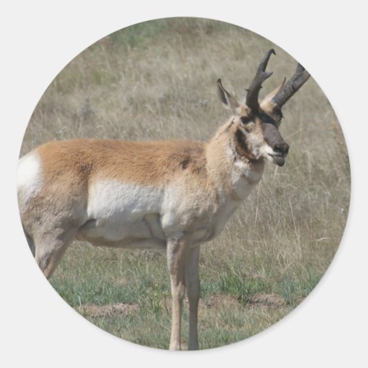A15 Pronghorn Antelope Rude Buck Runder Aufkleber (Vorderseite)