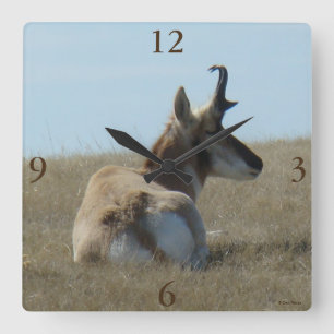 A16 Gabelbock-Antilope beim Nickerchen Quadratische Wanduhr