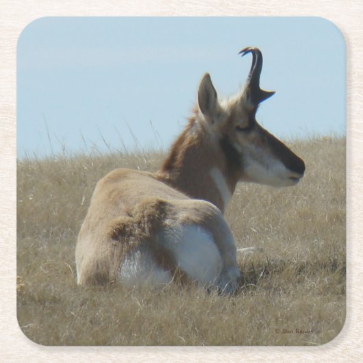A16 Pronghorn Antelope Napping Buck Rechteckiger Pappuntersetzer (Vorderseite)