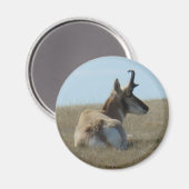 A16 Pronghorn Antelope Napping Magnet (Vorderseite/Rückseite)
