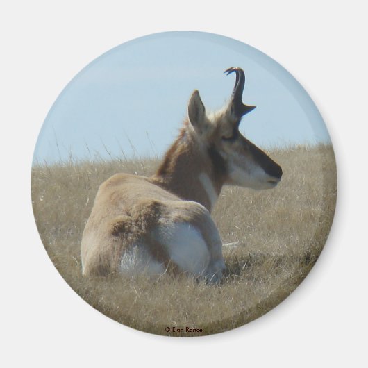 A16 Pronghorn Antelope Napping Magnet (Vorne)