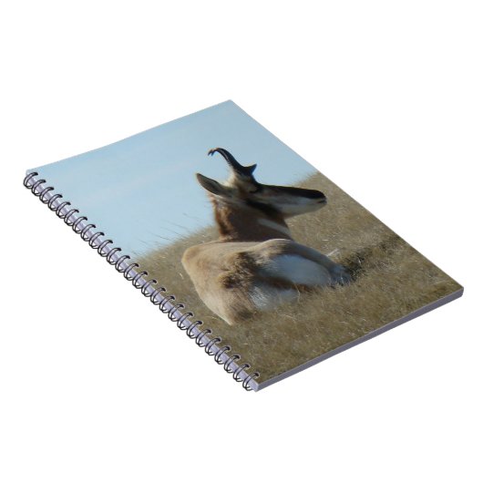 A16 Pronghorn Antelope Napping Notizblock (Rechte Seite)