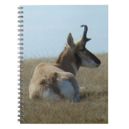 A16 Pronghorn Antelope Napping Notizblock