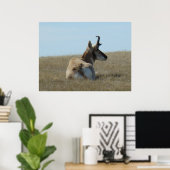 A16 Pronghorn Antelope Napping Poster (Heimbüro)