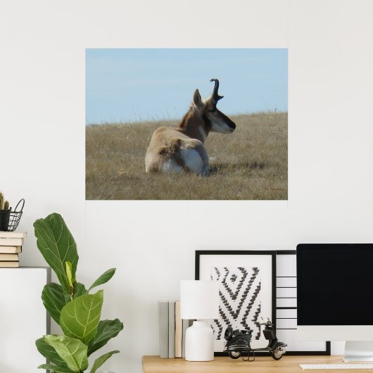 A16 Pronghorn Antelope Napping Poster (Heimbüro)