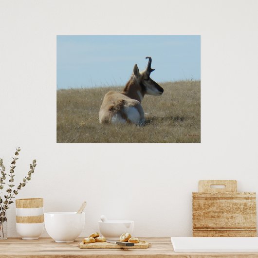 A16 Pronghorn Antelope Napping Poster (Küche)