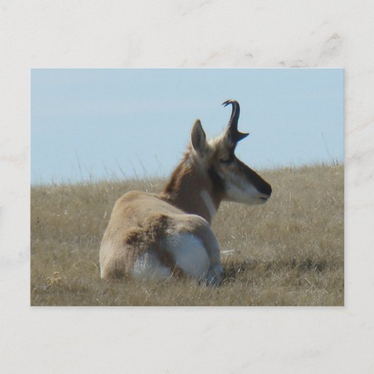 A16 Pronghorn Antelope Napping Postkarte (Vorderseite)