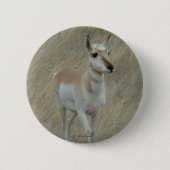A17 Pronghorn Antelope Button (Vorderseite)