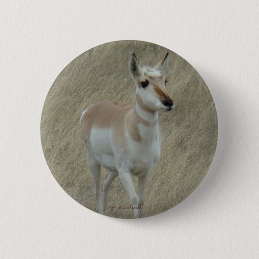 A17 Pronghorn Antelope Button (Vorderseite)