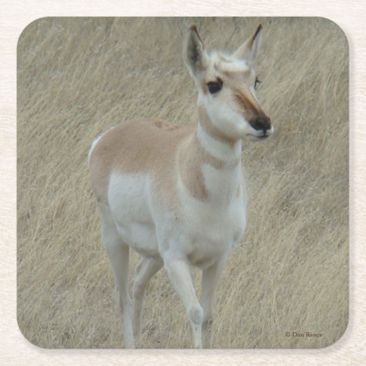 A17 Pronghorn Antelope Rechteckiger Pappuntersetzer (Vorderseite)