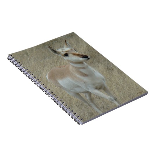 A17 Young Pronghorn Antelope Notizblock (Rechte Seite)