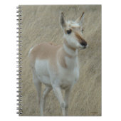 A17 Young Pronghorn Antelope Notizblock (Vorderseite)