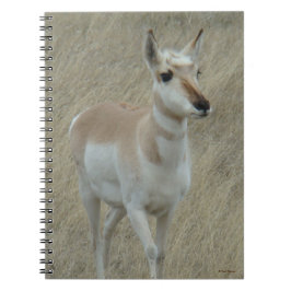 A17 Young Pronghorn Antelope Notizblock