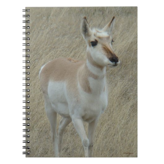A17 Young Pronghorn Antelope Notizblock (Vorderseite)
