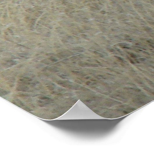 A17 Young Pronghorn Antelope Poster (Ecke)