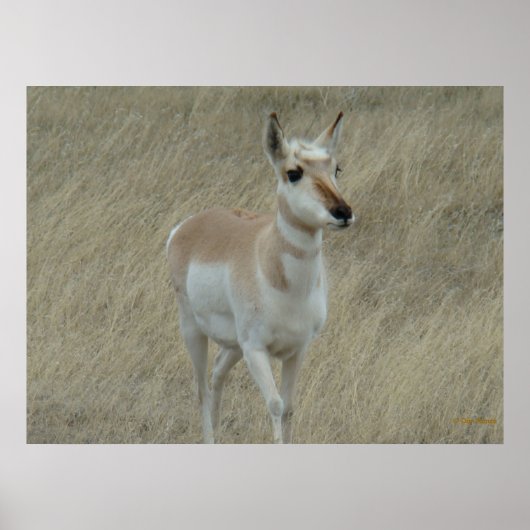 A17 Young Pronghorn Antelope Poster (Vorne)