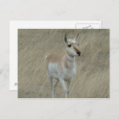 A17 Young Pronghorn Antelope Postkarte (Vorne/Hinten)