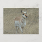 A17 Young Pronghorn Antelope Postkarte (Vorderseite)