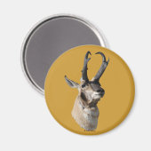 A18 Pronghorn Antelope Buck Shot Magnet (Vorderseite/Rückseite)