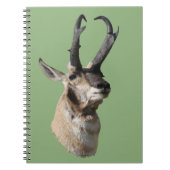 A18 Pronghorn Antelope Buck Shot Notizblock (Vorderseite)