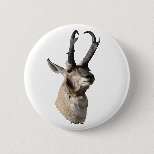 A18 Pronghorn Antelope Head Button (Vorderseite)