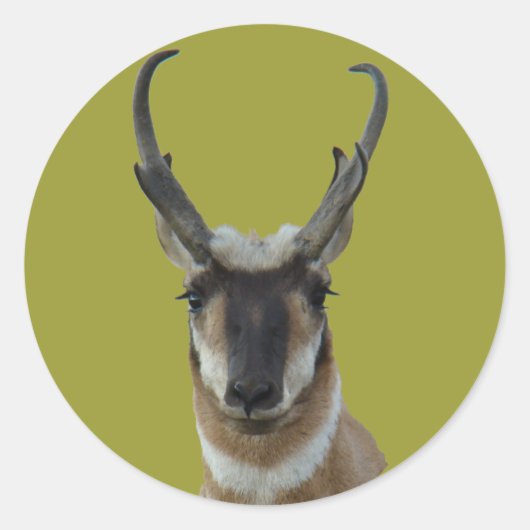 A19 Pronghorn Antelope Dark Face Buck Head Shot Runder Aufkleber (Vorderseite)