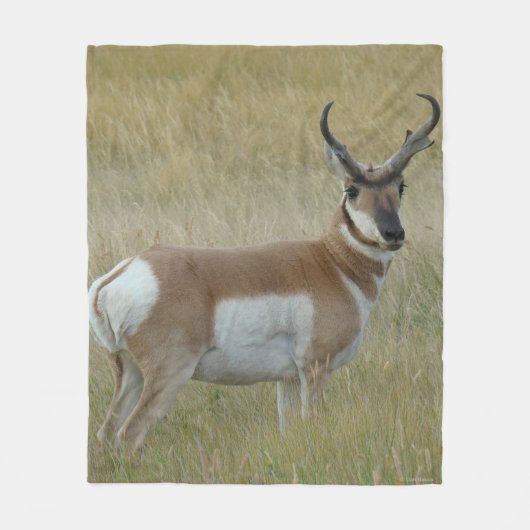 A1 Pronghorn Antelope Big Buck Fleecedecke (Vorderseite)