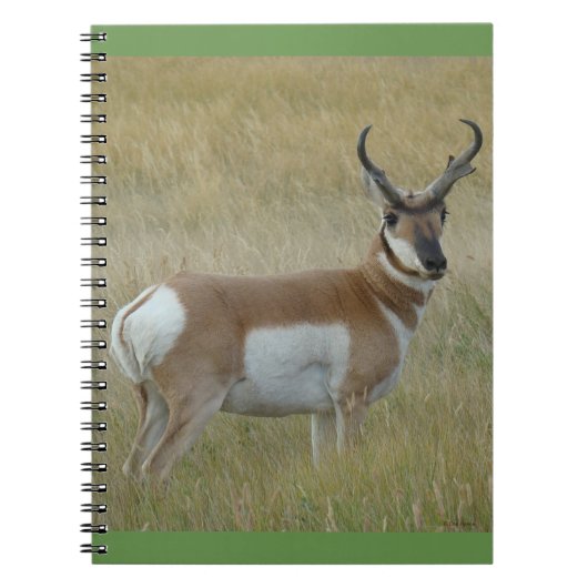 A1 Pronghorn Antelope Big Buck Notizblock (Vorderseite)