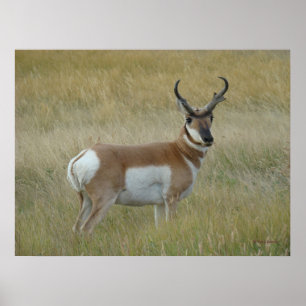A1 Pronghorn Antelope Big Buck Poster