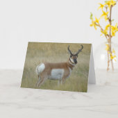 A1 Pronghorn Antelope Buck Karte (Gelbe Blume)