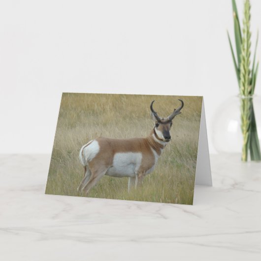 A1 Pronghorn Antelope Buck Karte (Vorderseite)