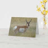 A1 Pronghorn Antelope Buck Karte (Gelbe Blume)