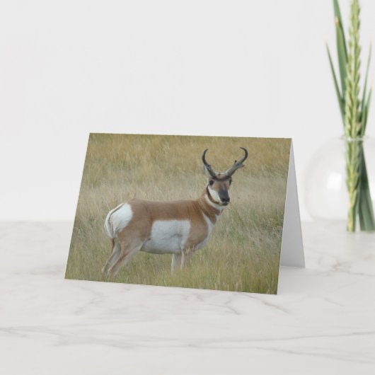 A1 Pronghorn Antelope Buck Karte (Vorderseite)
