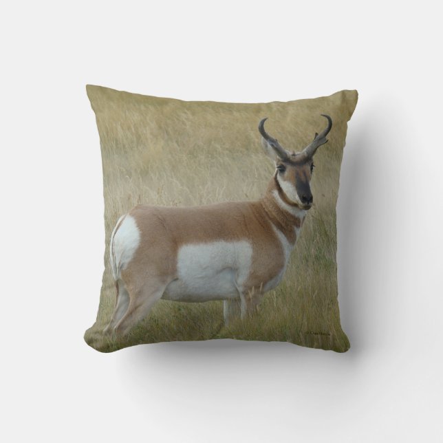 A1 Pronghorn Antelope Buck Kissen (Vorderseite)