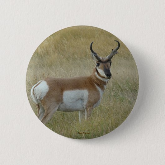 A1 Pronghorn Antelope Button (Vorderseite)