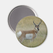 A1 Pronghorn Antelope Magnet (Vorderseite/Rückseite)
