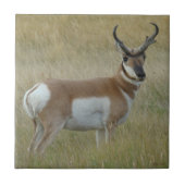 A1 Pronghorn Antilopen-viel Geld Fliese (Vorderseite)