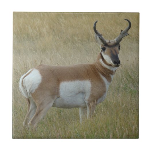 A1 Pronghorn Antilopen-viel Geld Fliese (Vorderseite)
