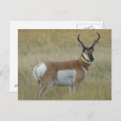 A1 Pronghorn Antilopen-viel Geld Postkarte (Vorne/Hinten)